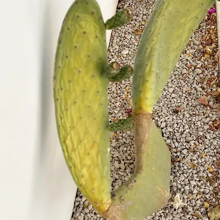 Mirea - Lux Coastal Casa de Férias