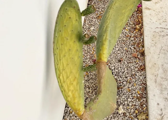 Mirea - Lux Coastal בית נופש